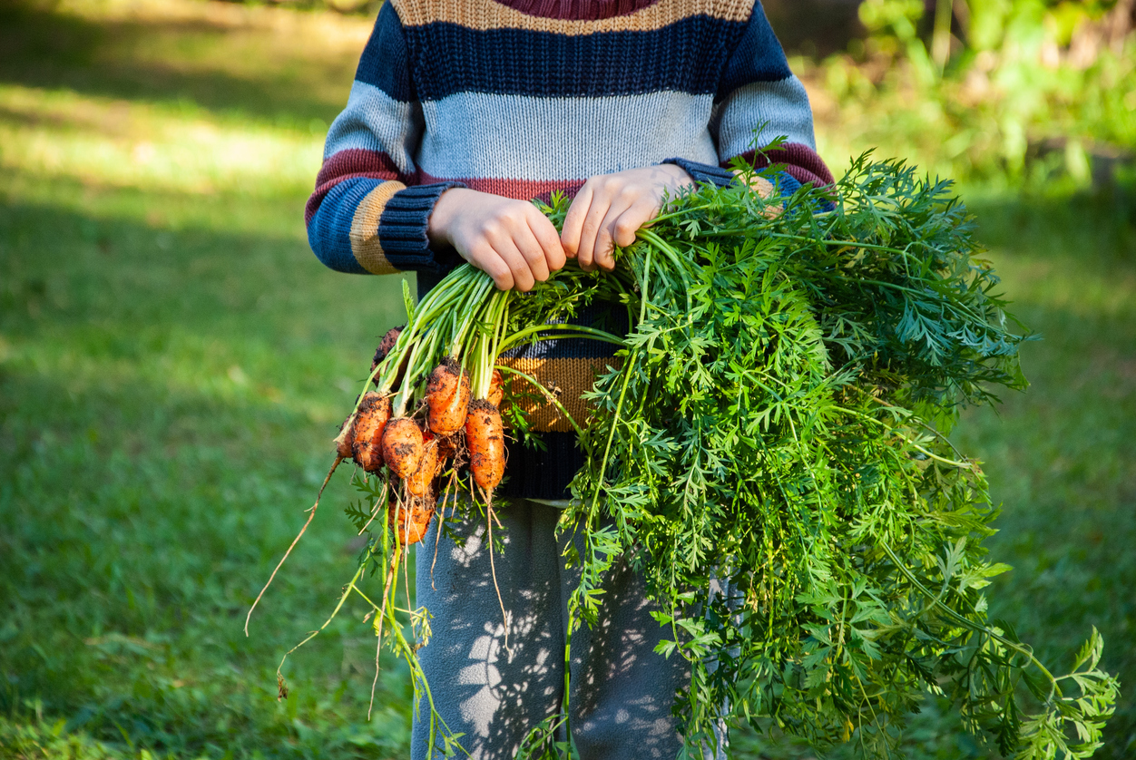 Karottengrün als Spinat-Alternative